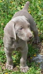 Gold And Blue Weimaraner Puppies For Sale.
