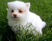 Pure White Pomeranian Puppies For Sale.